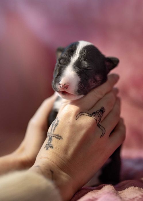 bullterier, bull bulterier