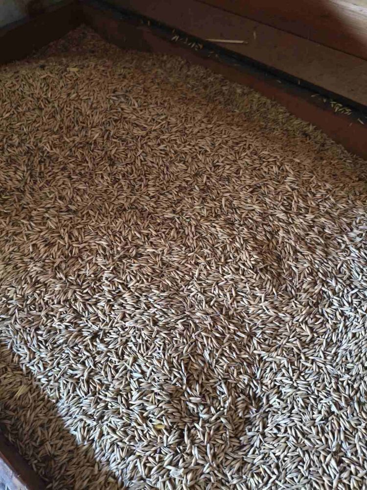 Овес цьогорічний продам