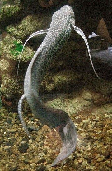Prapłetwiec Abisyński Protopterus aethiopicus monster fish ryby