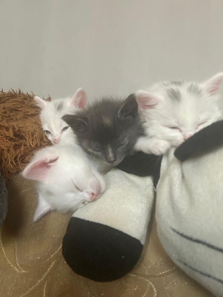 отдам котят в хорошие руки