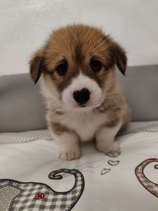Ruda suczka Welsh Corgi Pembroke FCI