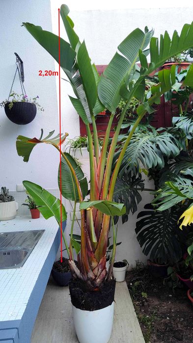 Strelitzia Nicolai