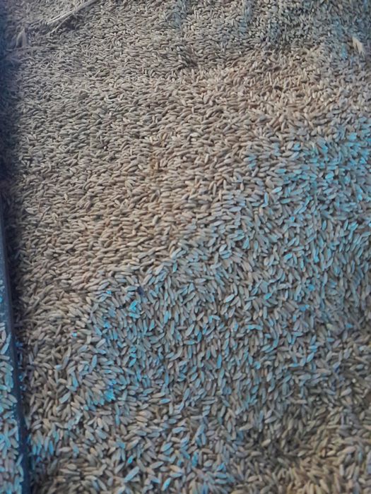 Sprzedam pszenżyto i pszenica.