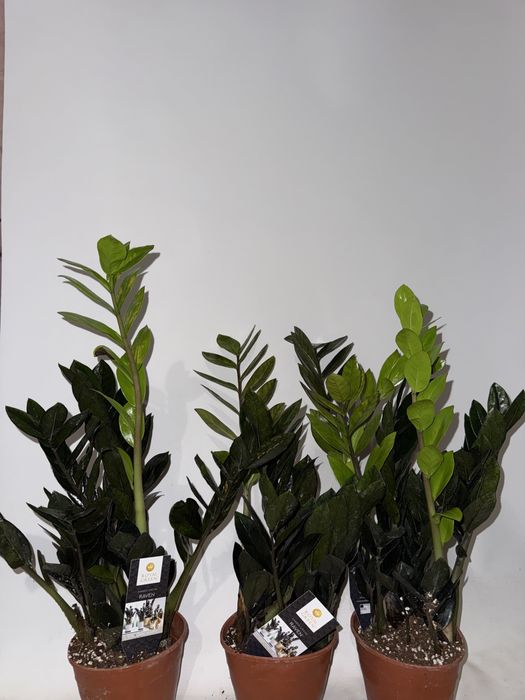 Заміокулькас равен 14/60