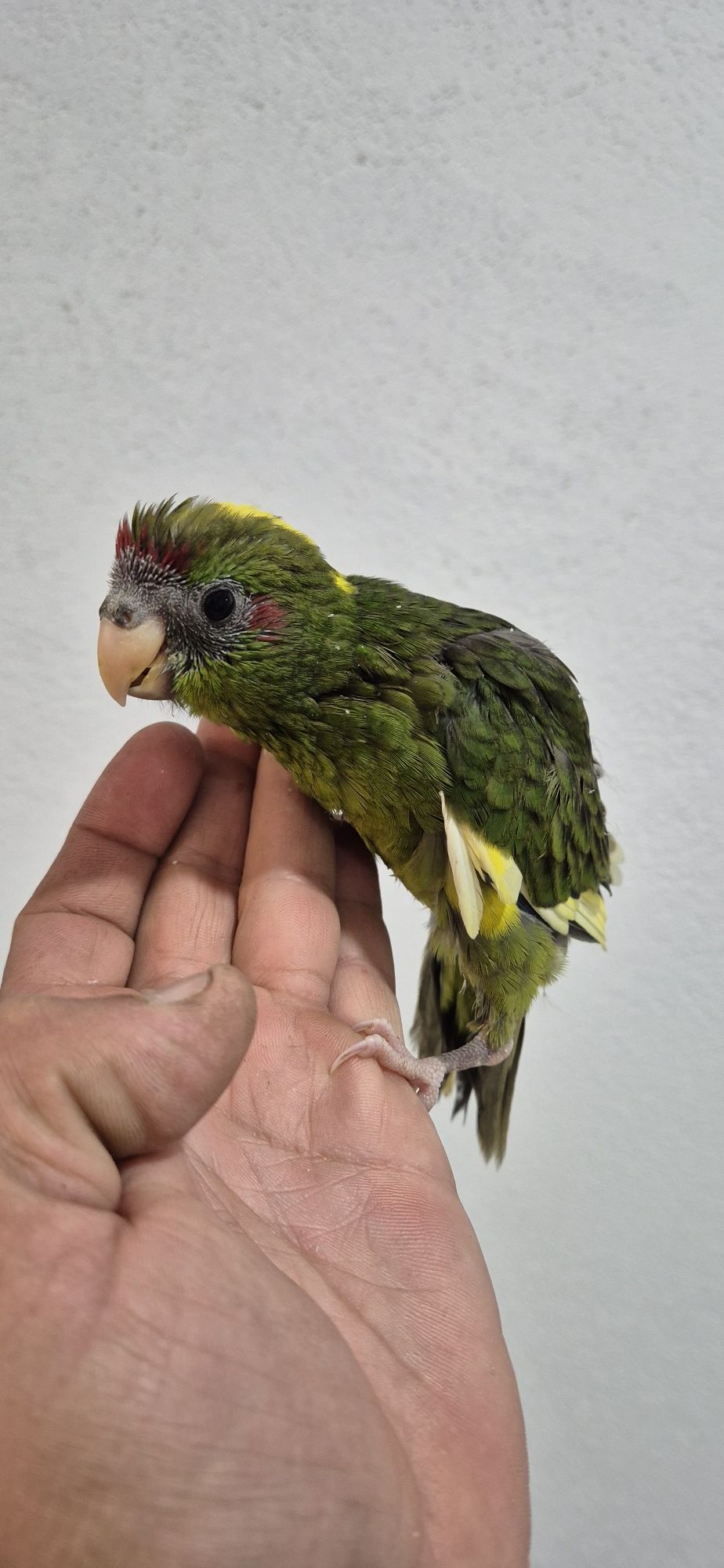 Kakariki macho criado a mão