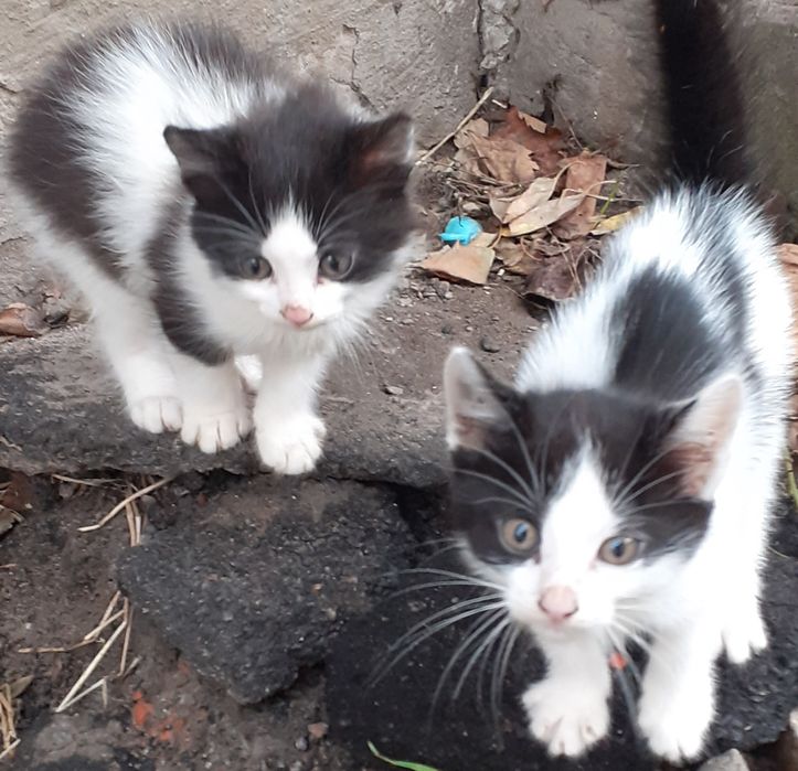 Милі кошенята в добрі руки.