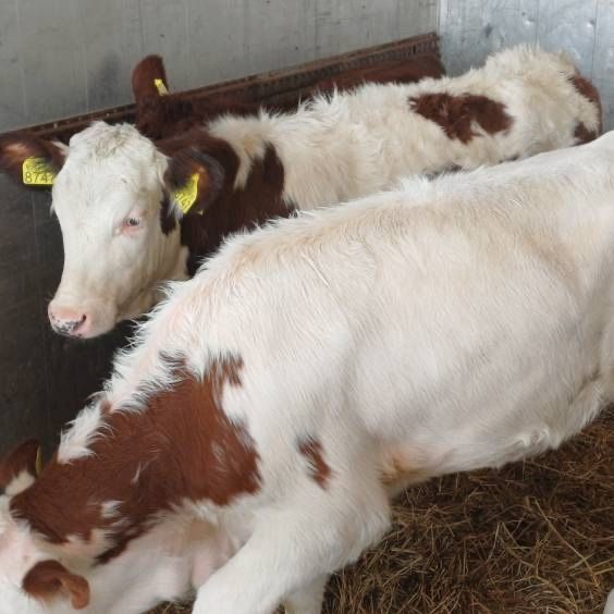 Jałówki mięsne Odsadki