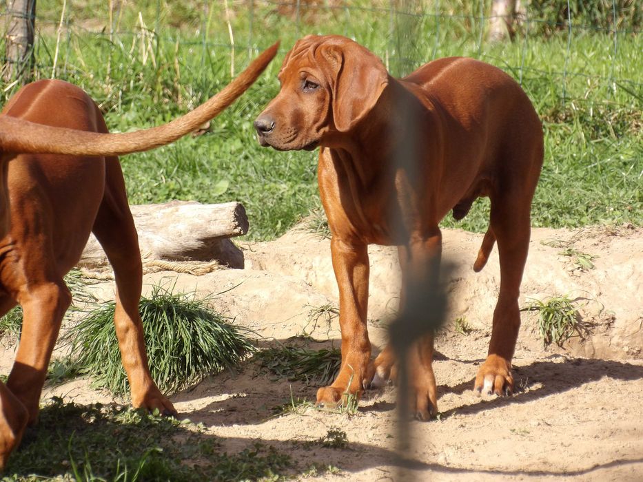 Wyjątkowy Rhodesian Ridgeback ZKwP/FCI – szczeniak z top rodowodem