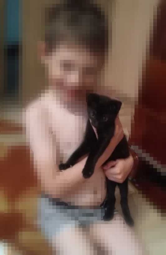 Oddam Kociaki w dobre ręce