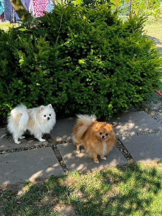 Piękny szpic miniaturowy pomeranian