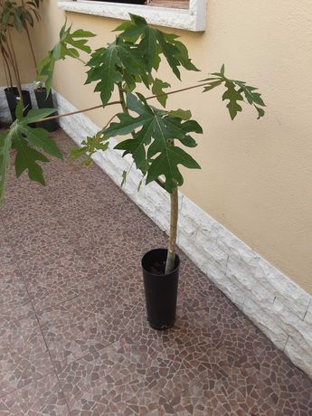 Papaia, em vaso, planta