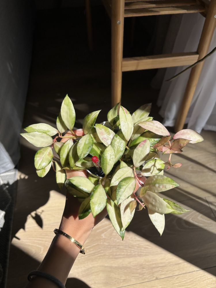 Hoya Hoja Walliniana variegata cięty węzeł