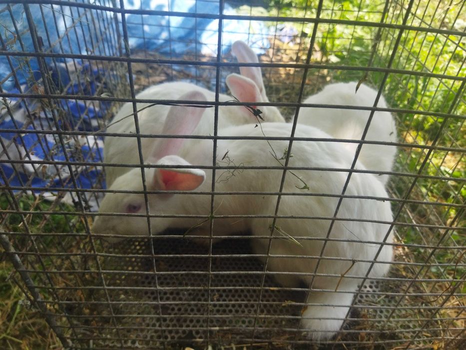 Продаються кролі породи Термонська Біла!