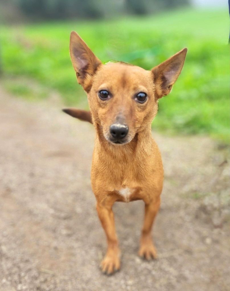 Pedrinho - cão mini para adoção