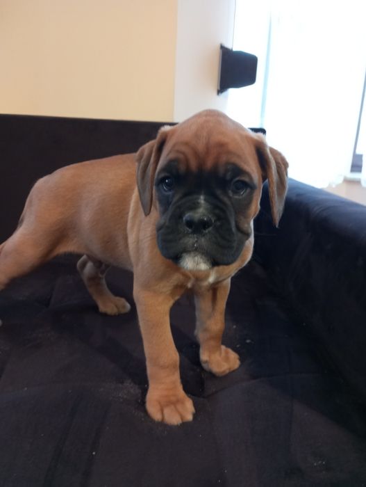 Bokser szczeniak pies