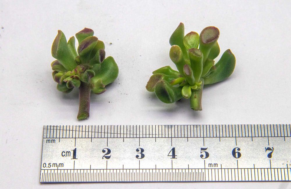 Красула Gimli. Денежное дерево Гимли. Толстянка