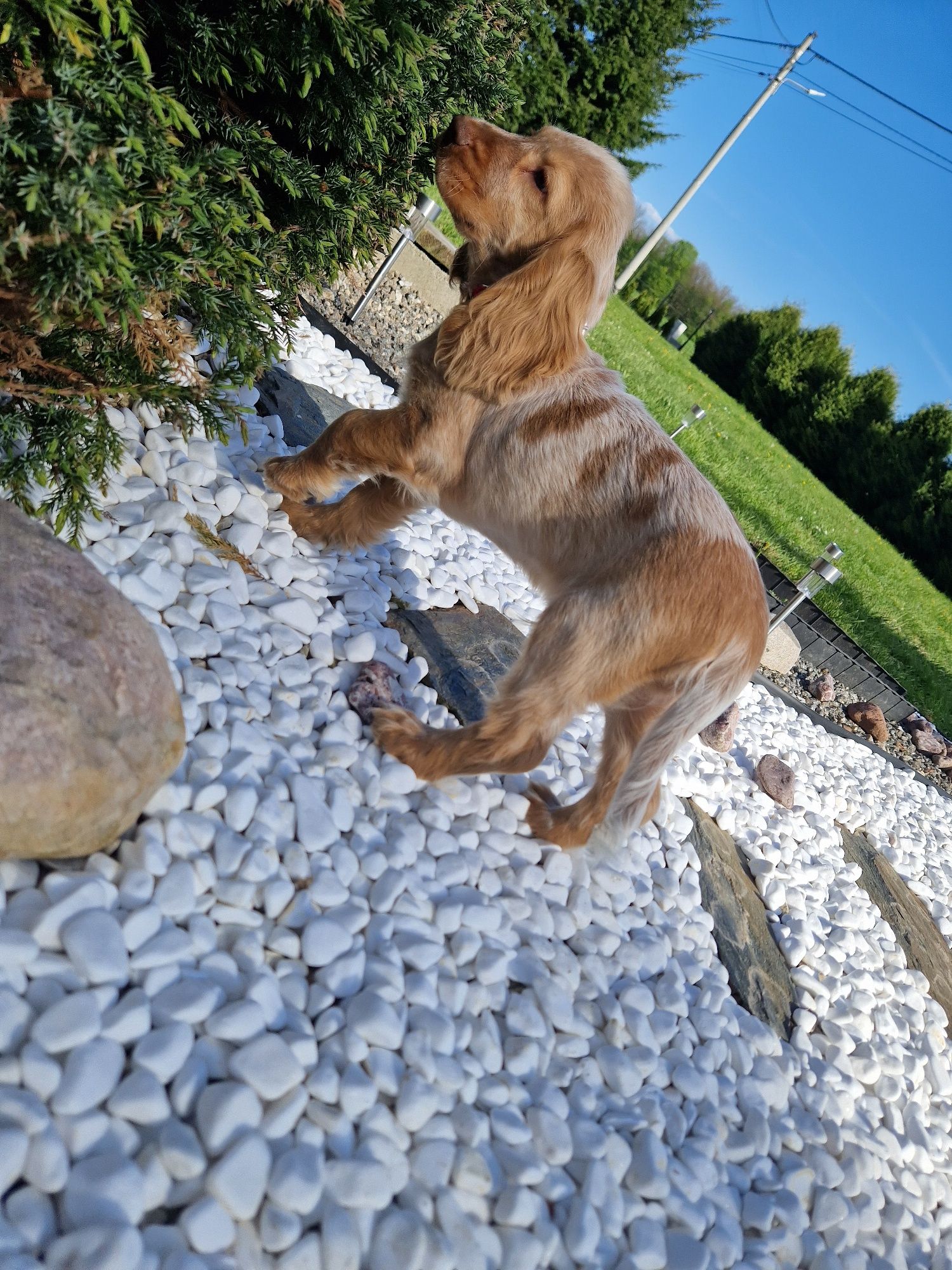 Piesek cocker spaniel