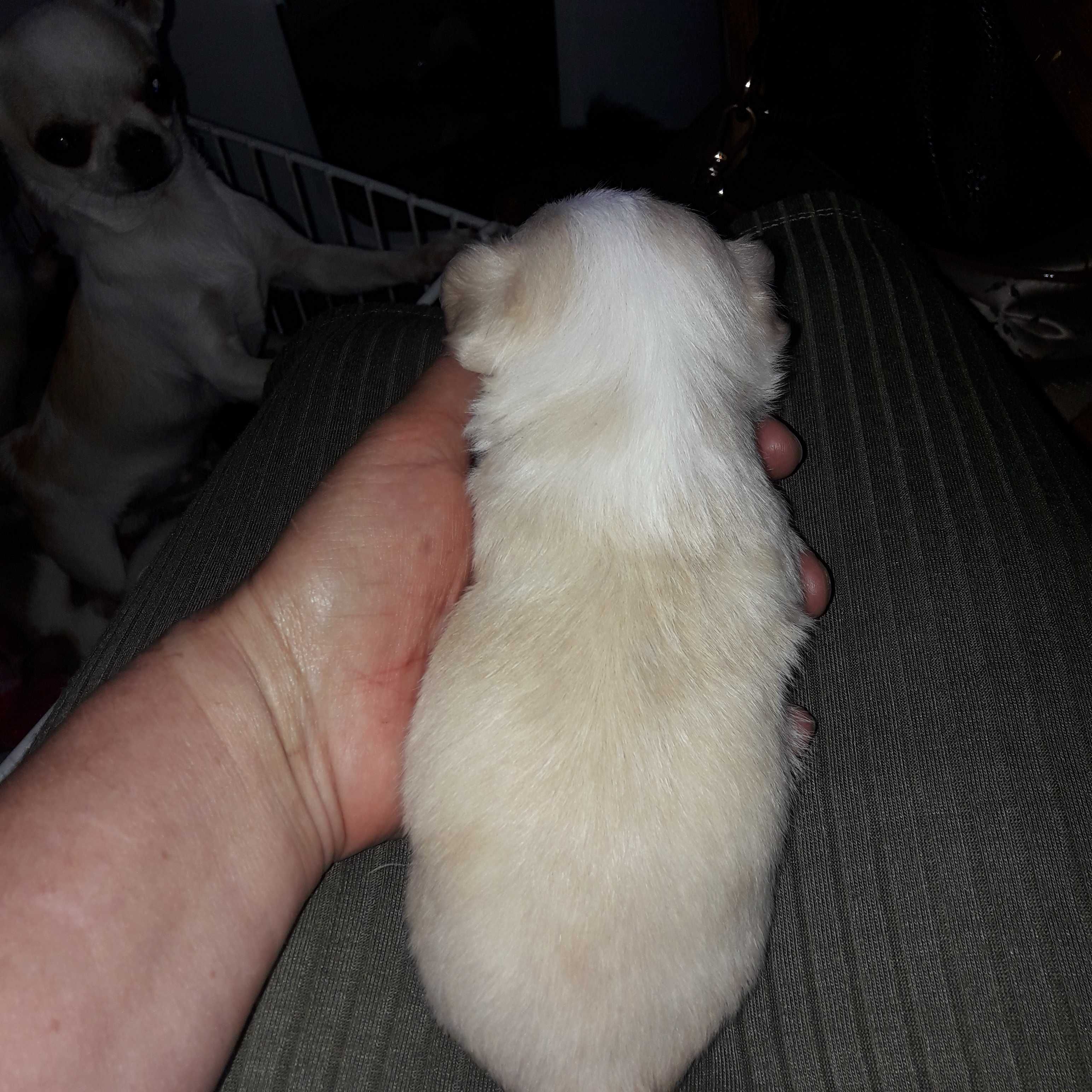 Chihuahua - suczka - szczenię do rezerwacji