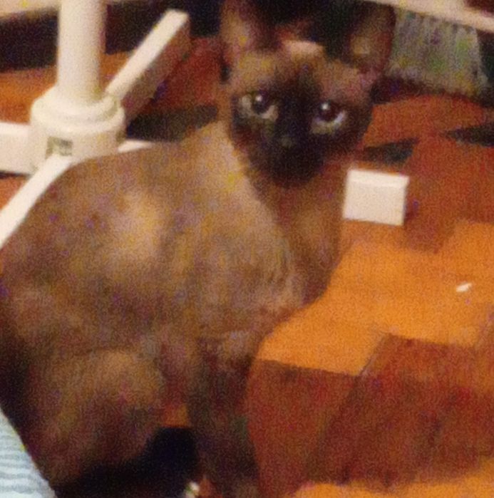 Gatinhos bebés  para adoção