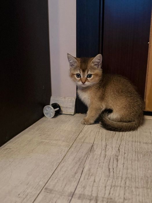 Шотландські Кошенята золотої шиншили