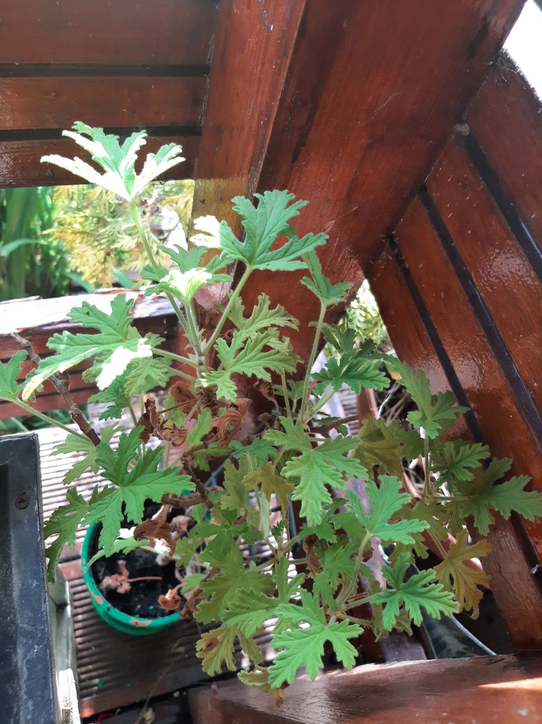 Anginka, geranium, pelargonie pachnąca