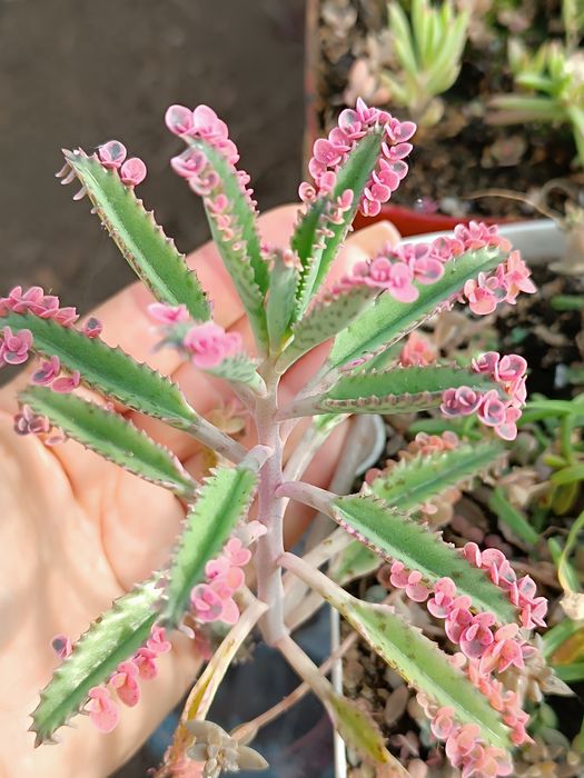 Каланхое"рожеві метелики" (розовые бабочки)pink butterflies 20-50грн