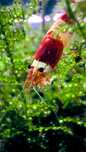 Krewetki Caridina Crystal Red