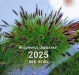 Rozplenica japońska Red Head trawa ozdobna wieloletnia P11