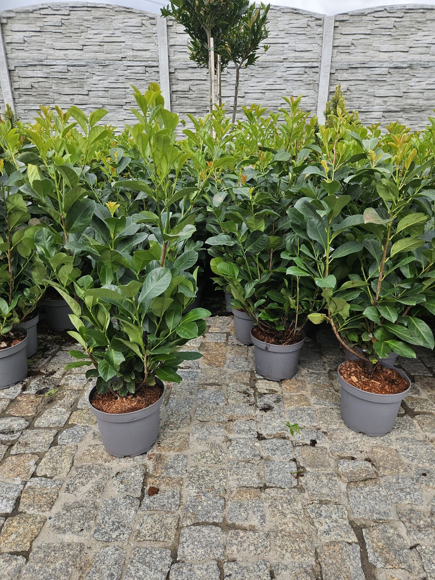 Laurowisnia Nowita Etna Rotundifolia Elly Caucasica 90-100 cm