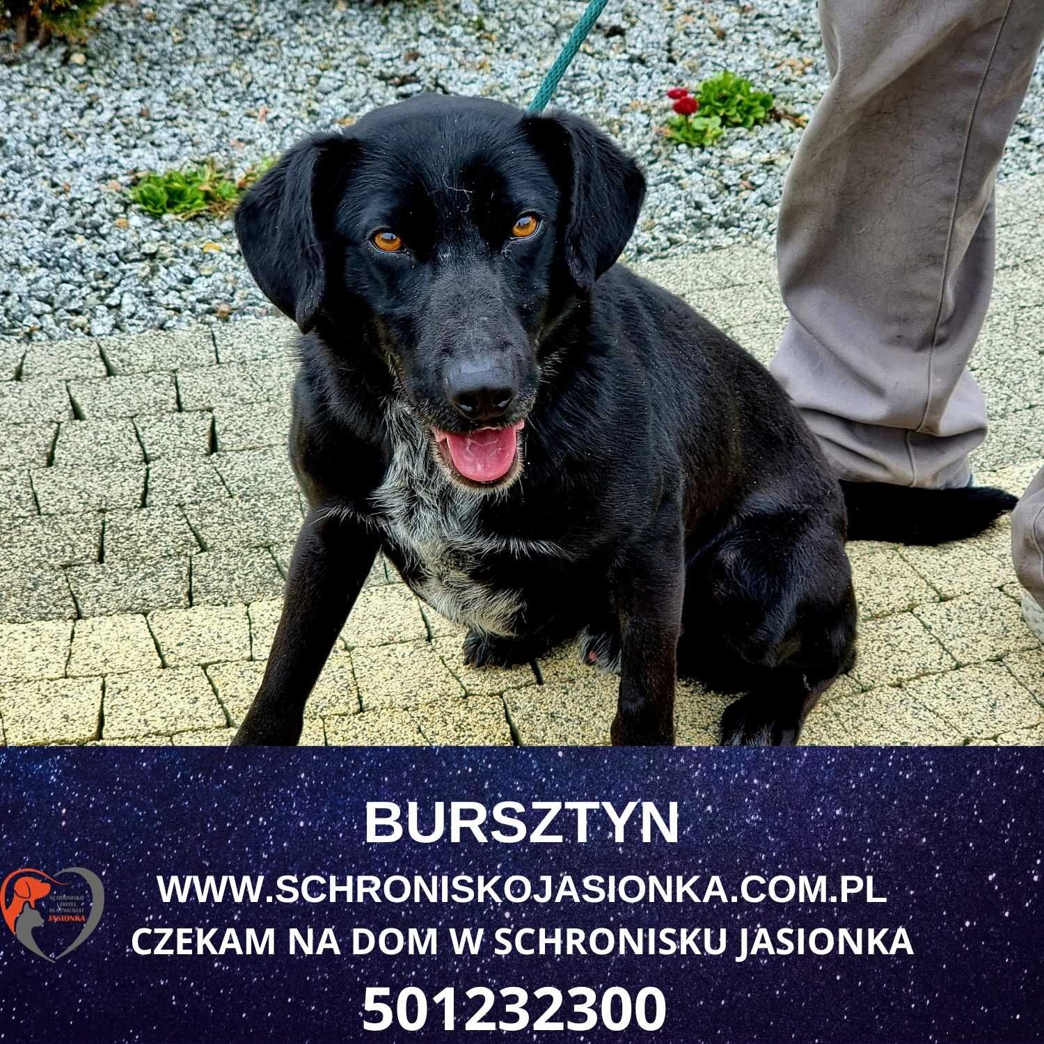 Bursztynek do adopcji