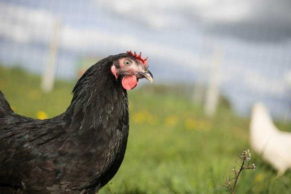 Kura kokoszka nioska Rosa na wybieg odchowana dostawa na miejsce