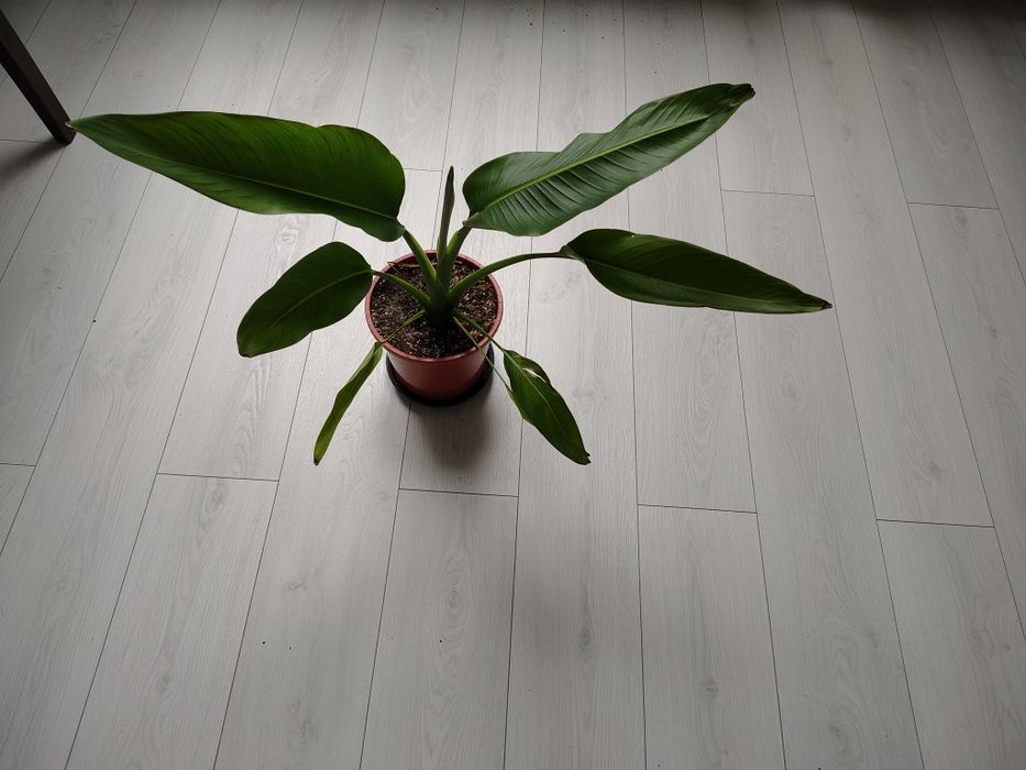 Ravenala Madagascariensis - drzewo podróżnika -Pielgrzan madagaskarski