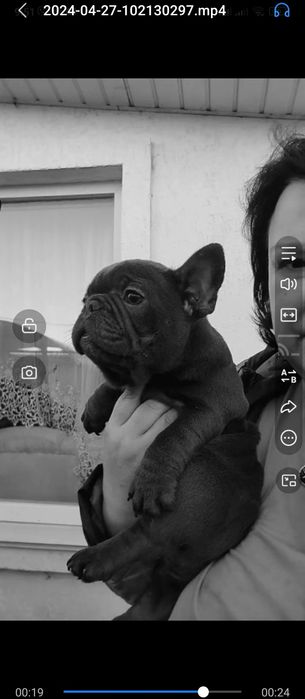 Шикардосні бульки чекають батьків