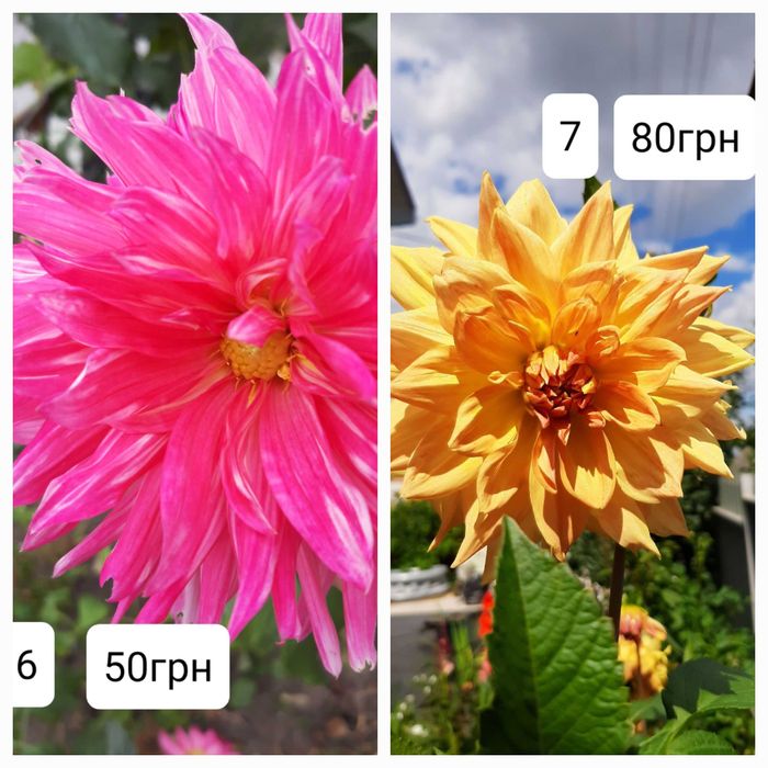 жоржини (георгини)