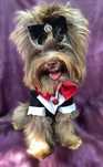 Yorkshire Terrier czekoladowy – piesek z niebieskim okiem