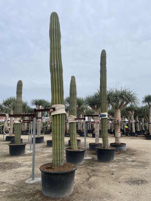 Juki, draceny, kaktusy