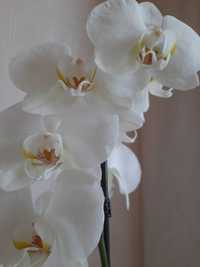 Фаленопсис білий квітучий