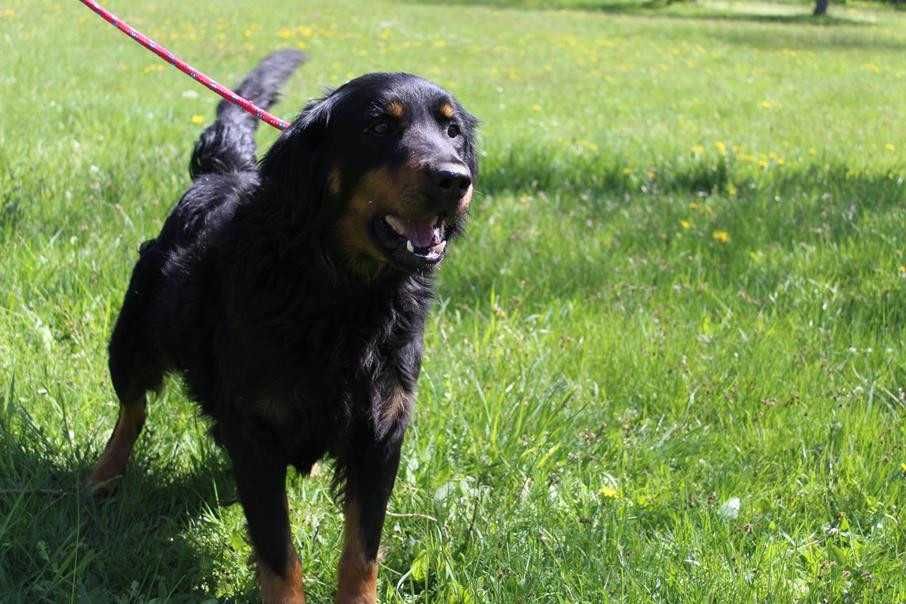 104835 Willy do adopcji