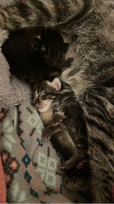 Dois gatinhos para dar