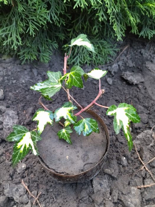 Самшит. Жимолость шапочная. Плющ. Спирея. Барбарис.