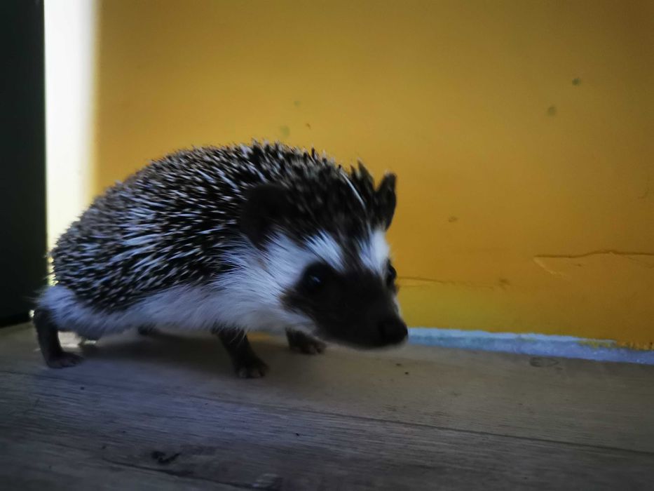 Jeżyk pigmejski(samiec) 400 zł