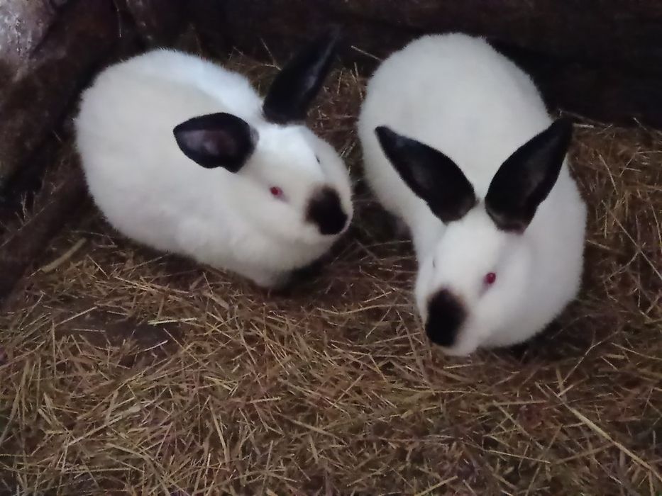 Króliki kalifornijskie