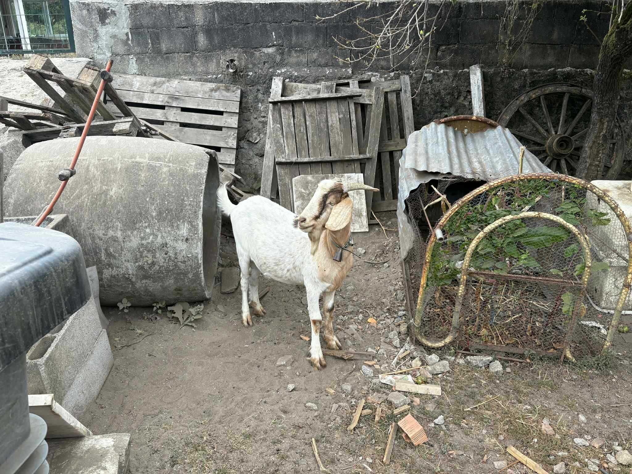 Cabrito Boer Puro