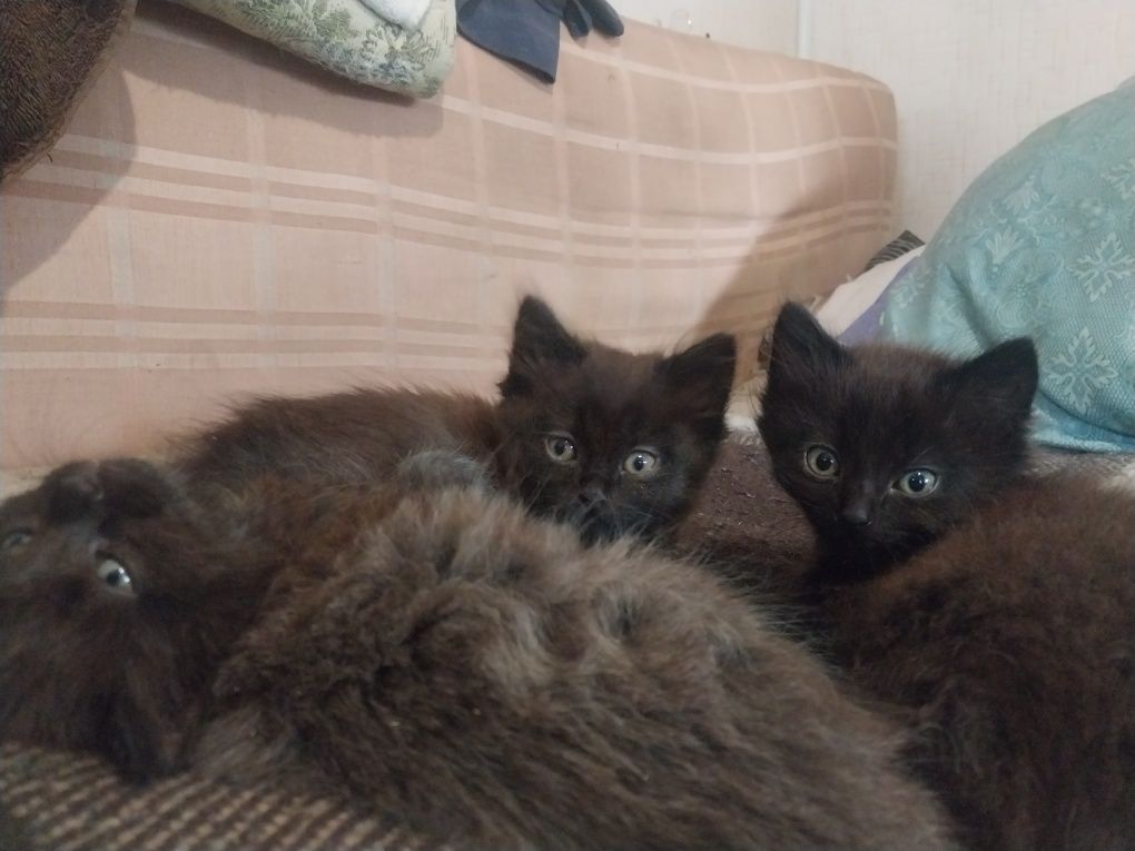 Отдам котят британцев