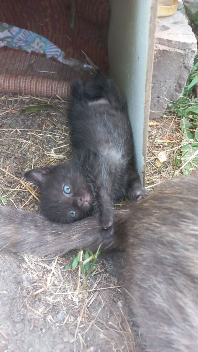 Кошенята безкоштовно