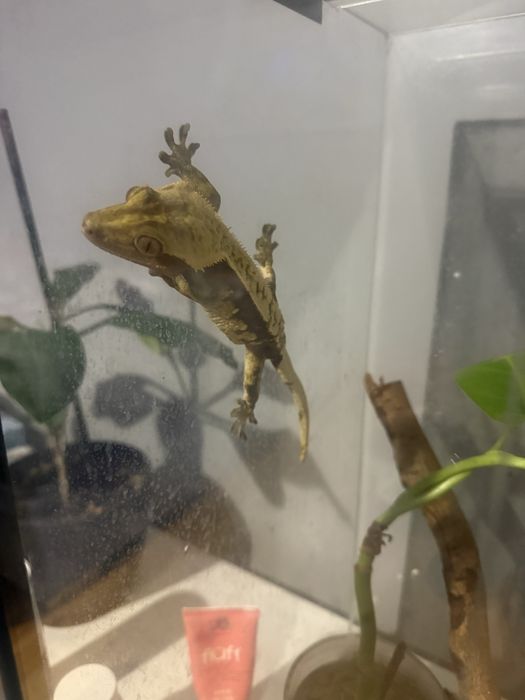 Gekon orzesiony z terrarium