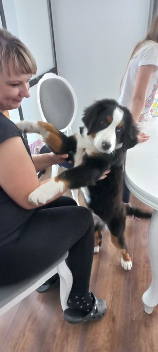 Berneński pies pasterski