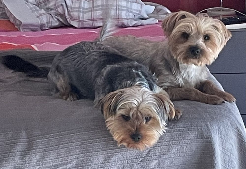 Macho Yorkshire - lindo