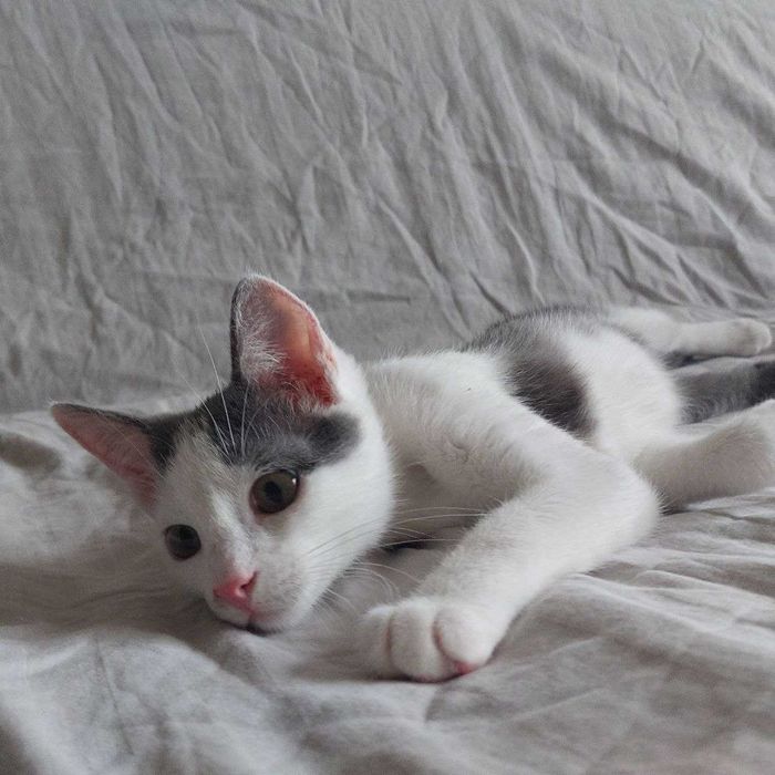 Кошенятко у добрі руки