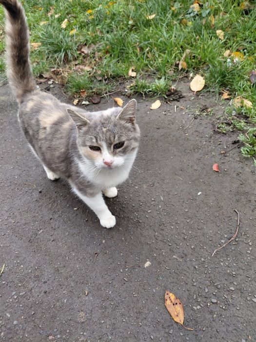 Кішечка шукає дім